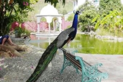 Pfau im Indischen Garten