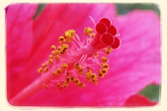 Die_Casa_bl=C3=BCht_immer